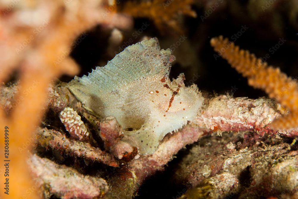 Leaf Scorpionfish (Scorpion Leaffish, Paperfish) - Taenianotus triacanthus