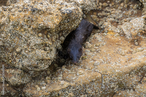 American mink, Neovison vison, looking through hole and running/walking along coastal rocks searching for crabs during a sunny afternoon in summer, July, Scotland.