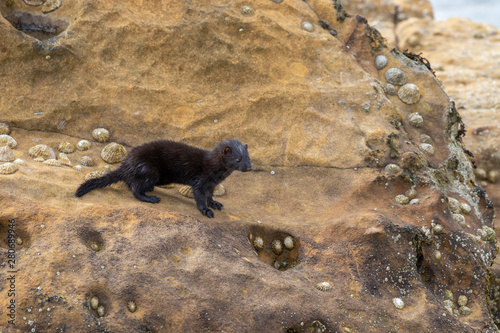 American mink, Neovison vison, looking through hole and running/walking along coastal rocks searching for crabs during a sunny afternoon in summer, July, Scotland.