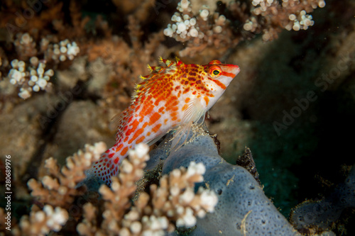 Coral hawkfish is a species of hawkfish