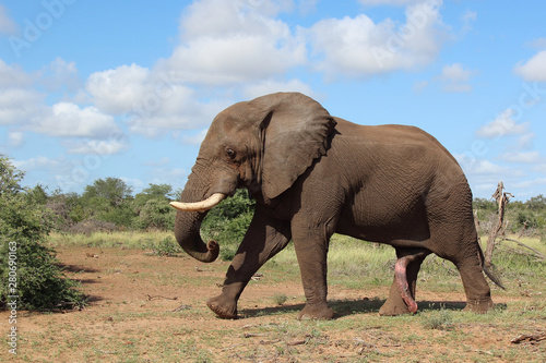 Afrikanischer Elefant / African elephant / Loxodonta africana