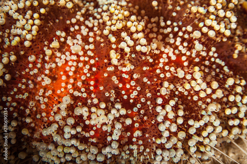 Asthenosoma marisrubri ('flexible body of the Red Sea') (Weinberg & De Ridder, 1998) aka Red Sea fire urchin and toxic leather sea urchin photo