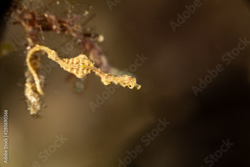 Lembeh Sea Dragon, thread pipefish, Kyonemichthys rumengani, is a species of pipefish native to the Pacific Ocean around Indonesia © GeraldRobertFischer