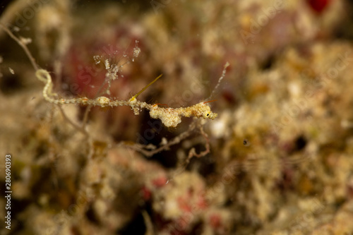 Lembeh Sea Dragon, thread pipefish, Kyonemichthys rumengani, is a species of pipefish native to the Pacific Ocean around Indonesia photo