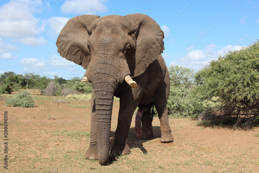 Fototapeta premium Afrikanischer Elefant / African elephant / Loxodonta africana