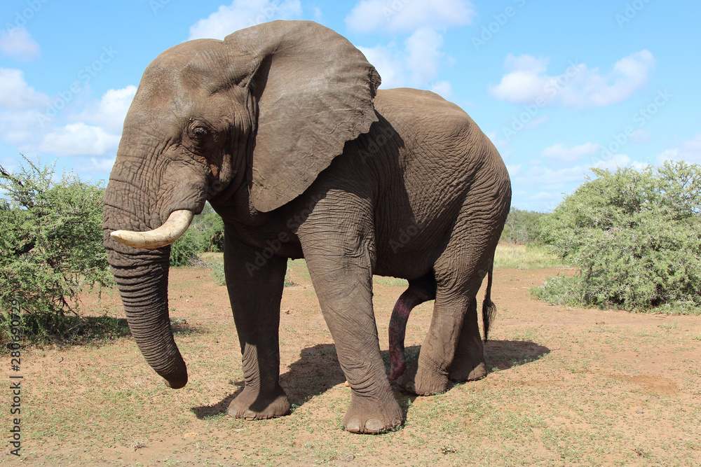 Obraz premium Afrikanischer Elefant / African elephant / Loxodonta africana