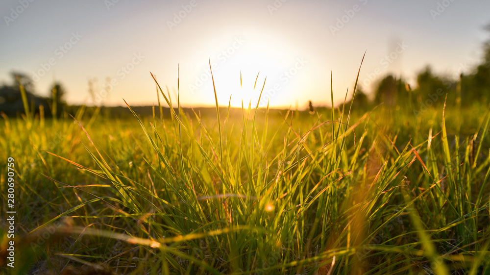 grass and sunset - obrazy, fototapety, plakaty 