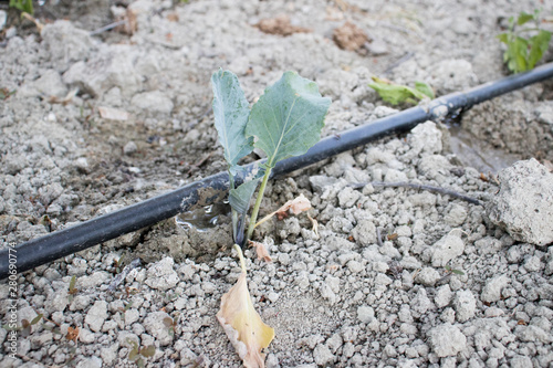 Close Up Drip Irrigation System. Water-saving drip irrigation system used in a tomato field. photo