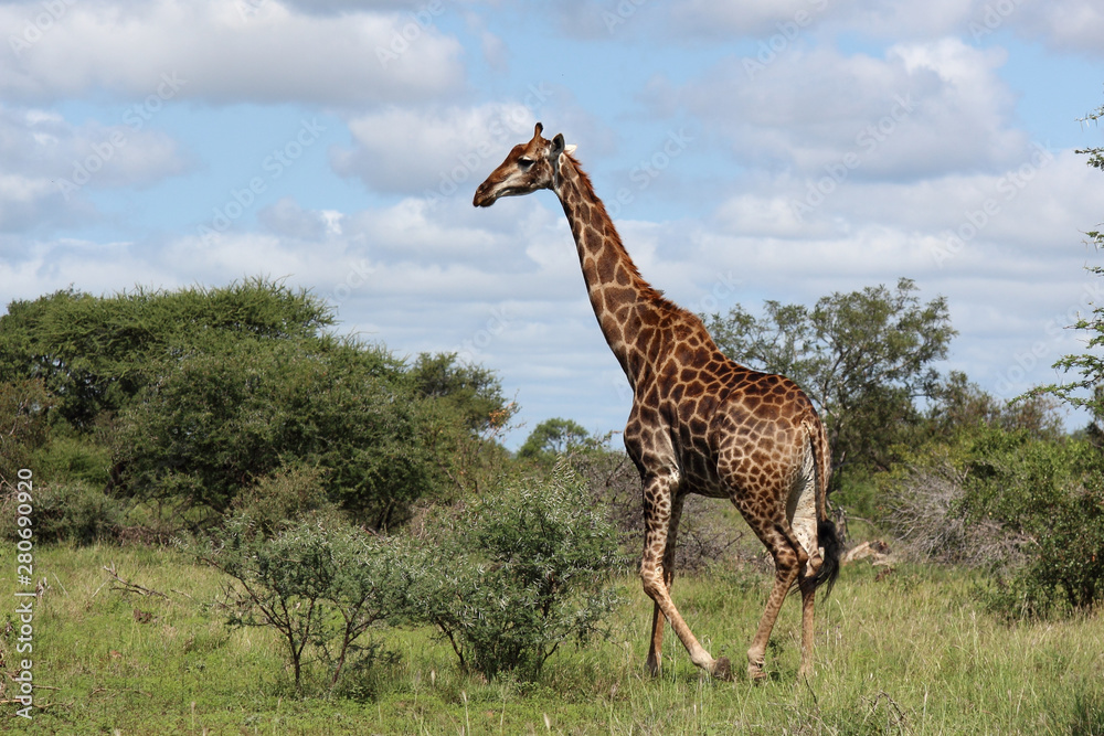 Giraffe / Giraffe / Giraffa Camelopardalis Giraffe / Giraffe / Giraffa Camelopardalis