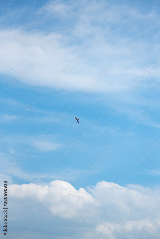 Fototapeta premium 空と雲と鳥