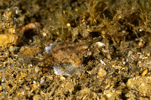 Little dragonfish or short dragonfish, Eurypegasus draconis, is a species of marine fish in the family Pegasidae photo