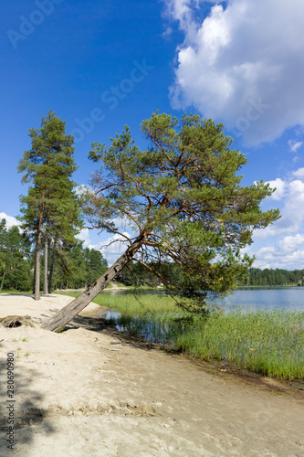 Pines on the beach, Vuokatti Sotkamo Finland photo