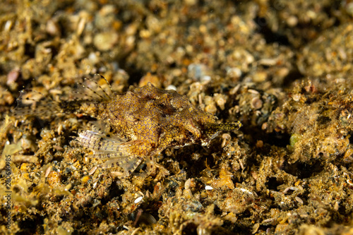 Little dragonfish or short dragonfish  Eurypegasus draconis  is a species of marine fish in the family Pegasidae