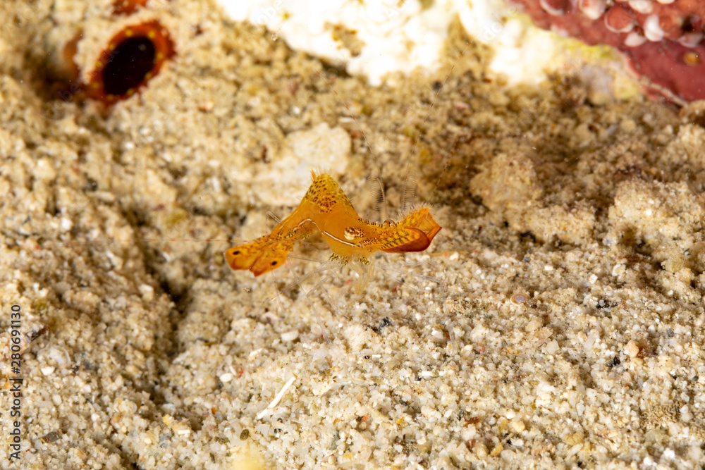 Long nose shrimp, Donald Duck Shrimp, Body length about 20 mm, Leander plumosus Long nose shrimp, Donald Duck Shrimp, Body length about 20 mm, Leander plumosus