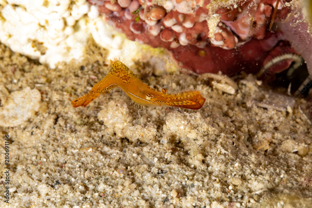 Long nose shrimp, Donald Duck Shrimp, Body length about 20 mm, Leander plumosus Long nose shrimp, Donald Duck Shrimp, Body length about 20 mm, Leander plumosus