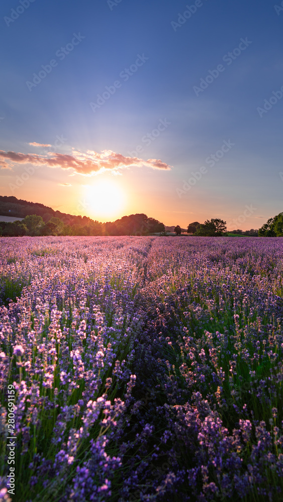 Obraz premium Sunset over lavender field