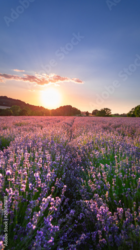 Sunset over lavender field © Anna