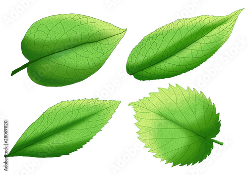 Green leaf paint on white background