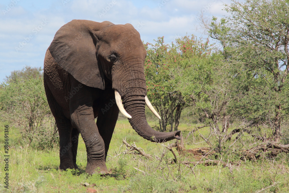 Fototapeta premium Afrikanischer Elefant / African elephant / Loxodonta africana
