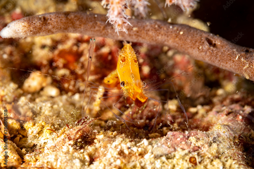 Long nose shrimp, Donald Duck Shrimp, Body length about 20 mm, Leander plumosus Long nose shrimp, Donald Duck Shrimp, Body length about 20 mm, Leander plumosus