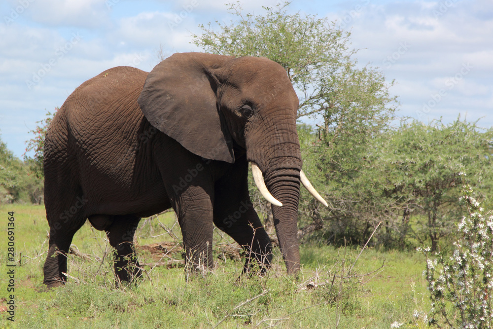 Fototapeta premium Afrikanischer Elefant / African elephant / Loxodonta africana