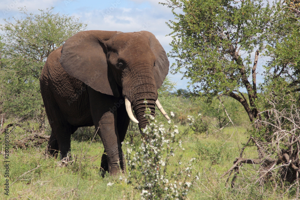 Obraz premium Afrikanischer Elefant / African elephant / Loxodonta africana