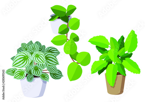 green leaves trees in pots fresh on white background illustration vector