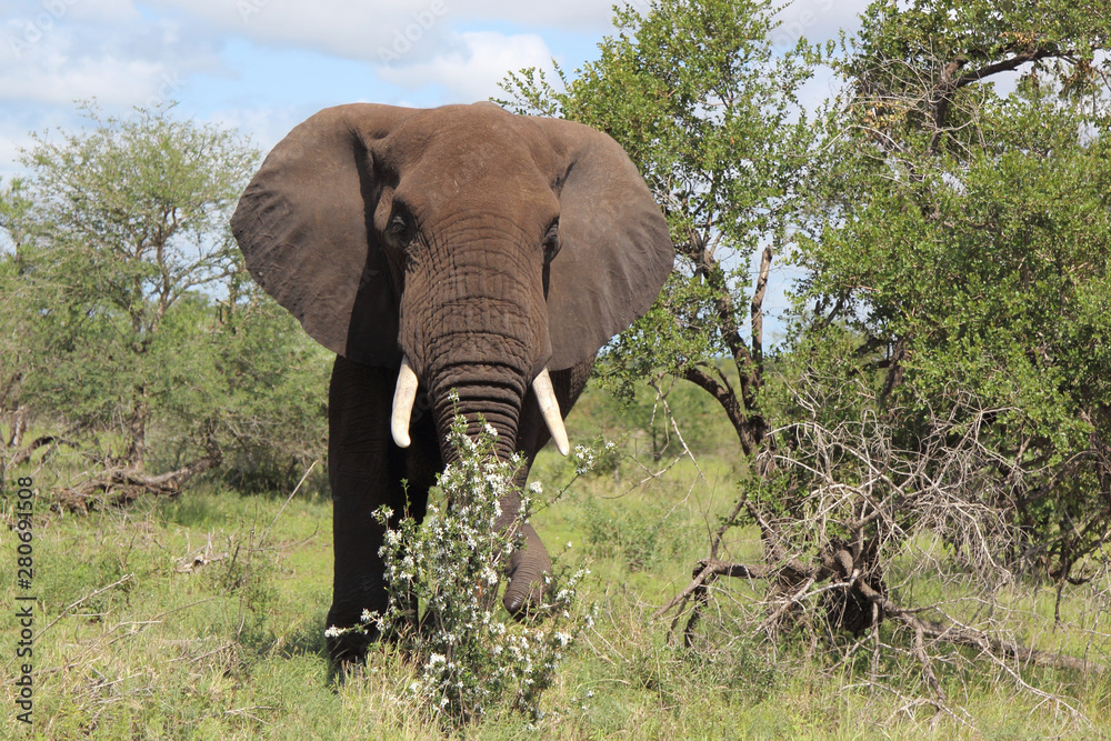 Fototapeta premium Afrikanischer Elefant / African elephant / Loxodonta africana