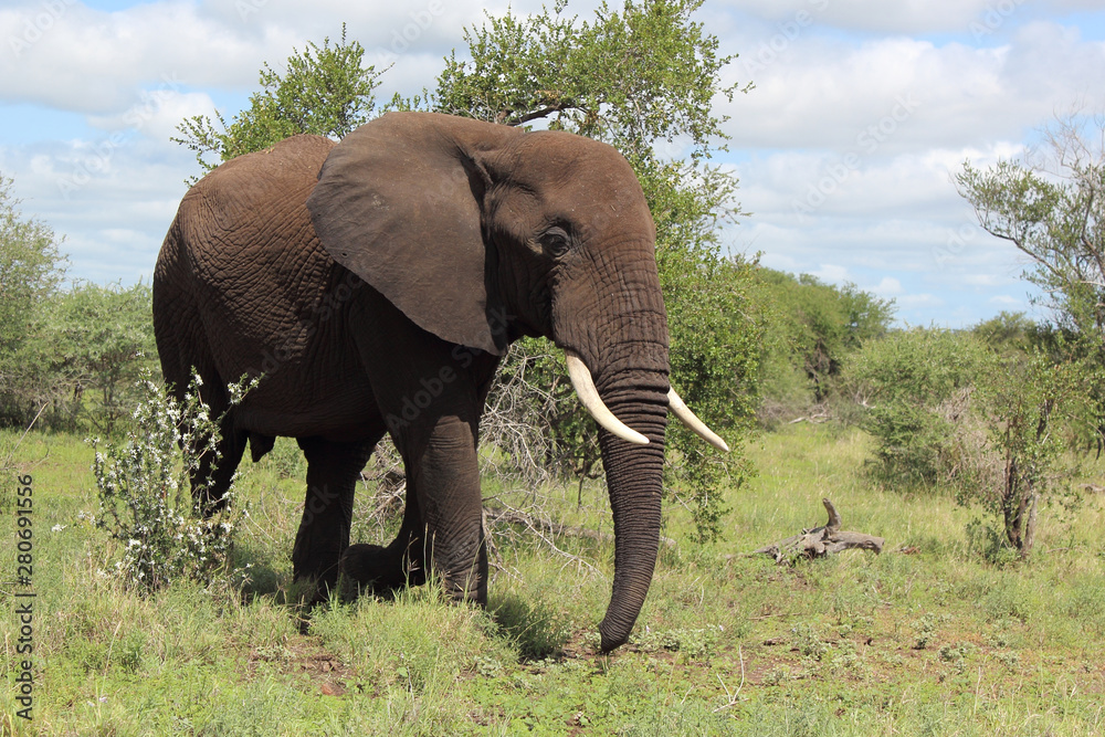 Fototapeta premium Afrikanischer Elefant / African elephant / Loxodonta africana