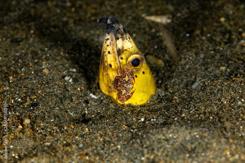 Longfin snake eel, Pisodonophis cancrivorus, is an eel in the family Ophichthidae worm/snake eels and a Harlequin Swimming Crab, Lissocarcinus laevis photo