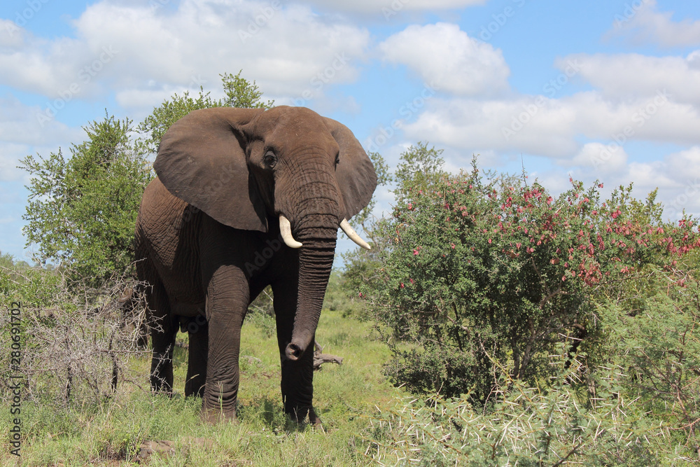 Fototapeta premium Afrikanischer Elefant / African elephant / Loxodonta africana