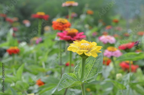 Beautiful and Cute Flower in Garden
