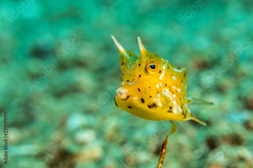 Longhorn cowfish  Lactoria cornuta  also called the horned boxfish  is a variety of boxfish from the family Ostraciidae