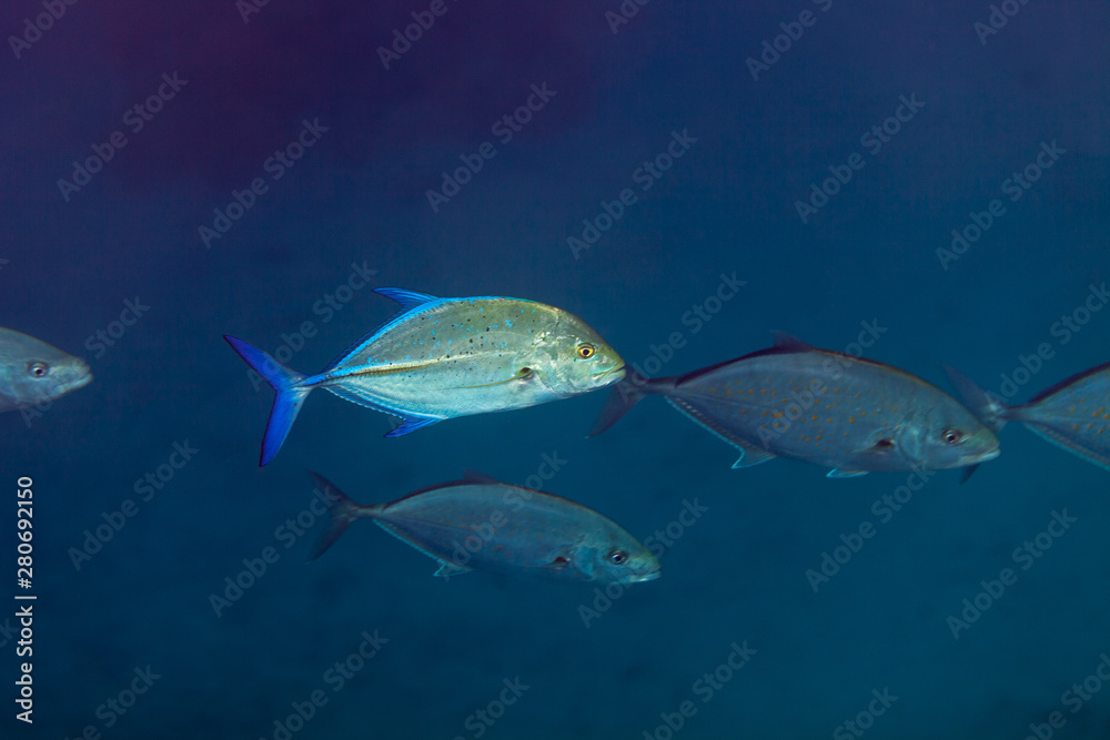 Naklejka premium Bluefin Trevally - Caranx melampygus