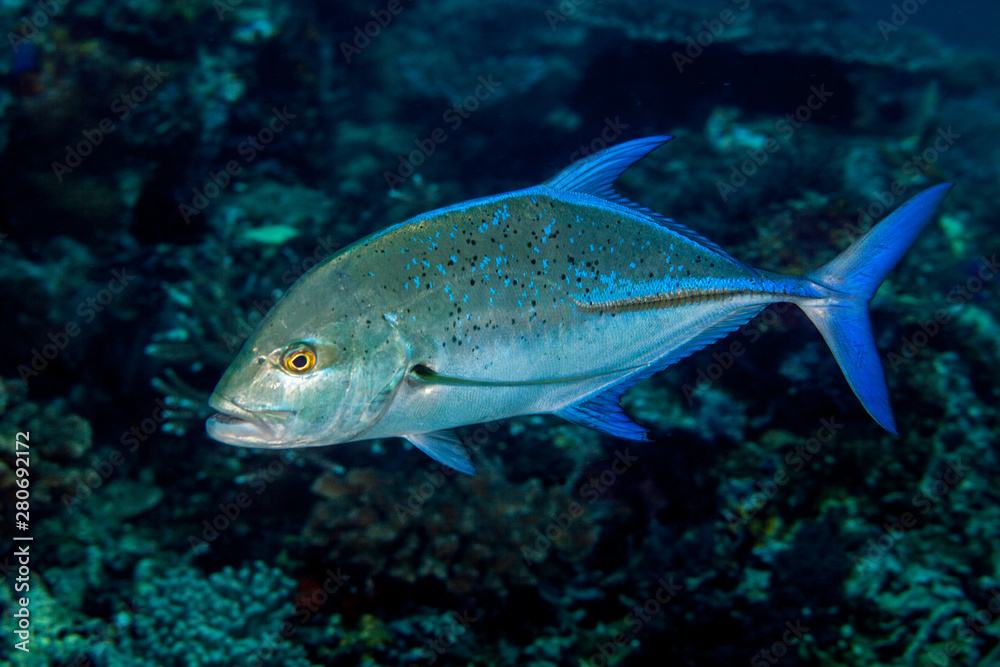 Bluefin Trevally - Caranx melampygus Bluefin Trevally - Caranx melampygus