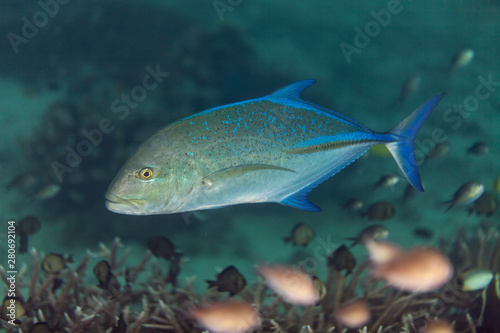 Bluefin Trevally - Caranx melampygus
