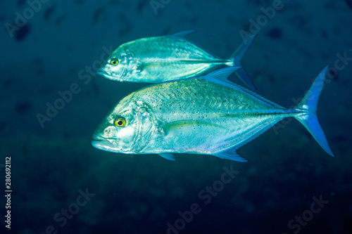 Bluefin Trevally - Caranx melampygus photo