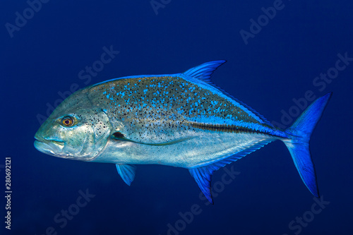 Bluefin Trevally - Caranx melampygus