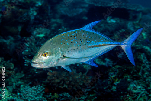 Bluefin Trevally - Caranx melampygus © GeraldRobertFischer