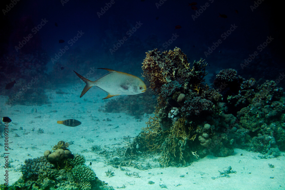 Snub Nosed Dart, Oyster Cracker, Snubnosed Pompano, trachinotus