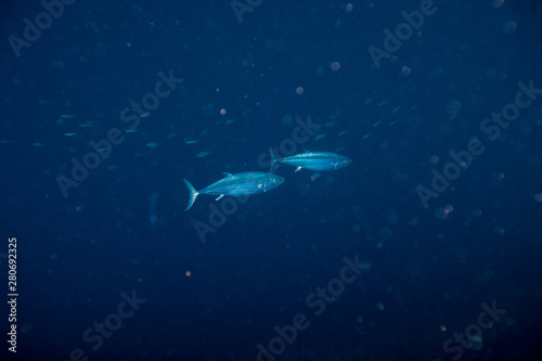 Tuna, disambiguation,  mackerel family (Scombridae) © GeraldRobertFischer