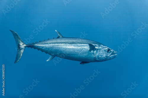 Tuna, disambiguation, mackerel family (Scombridae)