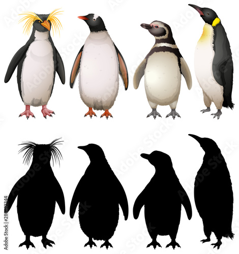 Silhouette, color and outline version of penguins