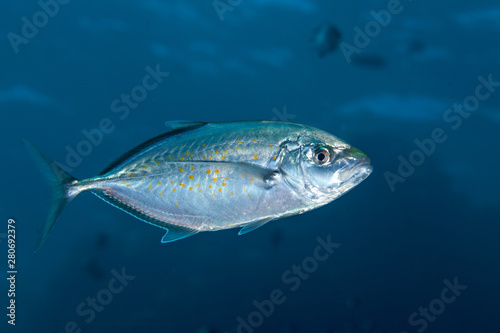 Jack Fish, Carangidae © GeraldRobertFischer