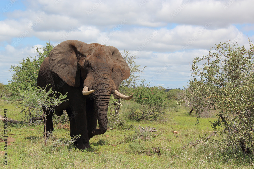 Obraz premium Afrikanischer Elefant / African elephant / Loxodonta africana