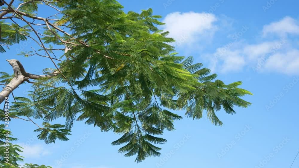 Tree swaying in the wind blue sky background in the park Tree swaying in the wind blue sky background in the park