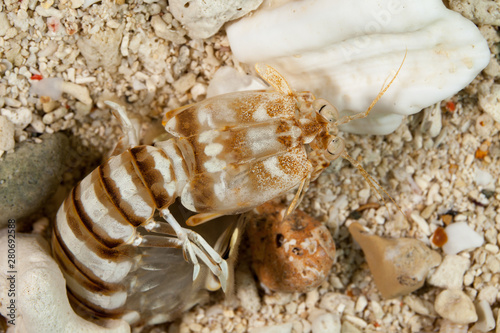 Zebra mantis shrimp or striped mantis shrimp, Lysiosquillina maculata