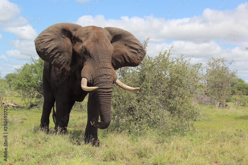 Obraz premium Afrikanischer Elefant / African elephant / Loxodonta africana