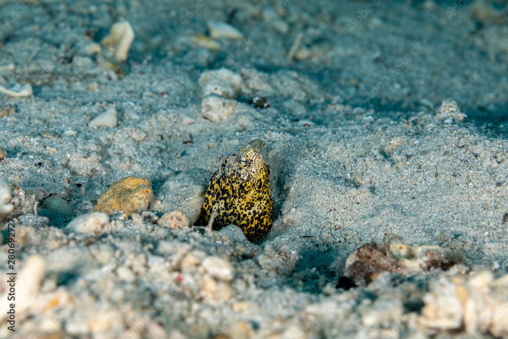 Marbled snake eel, Callechelys marmorata, is a benthic marine fish belonging to the family Ophichthidae which refers to serpentine in shape fishes