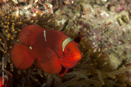 Maroon clownfish, Premnas biaculeatus, commonly known as spine-cheeked anemonefish photo